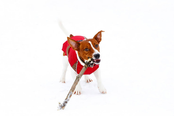 Jack Russell Terrier playing in the winter snow - Фото, изображение