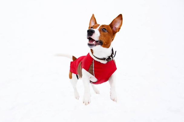 Jack Russell Terrier playing in the winter snow - Photo, image