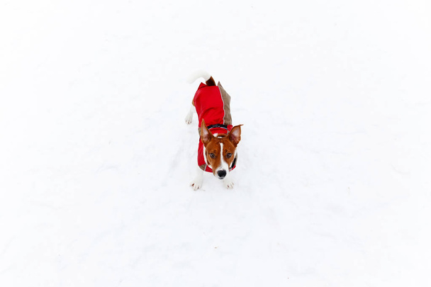 Jack Russell Terrier playing in the winter snow - Фото, изображение