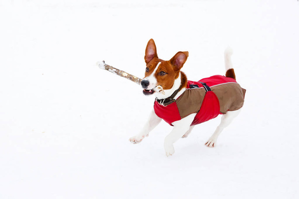 Jack Russell Terrier playing in the winter snow - Фото, зображення