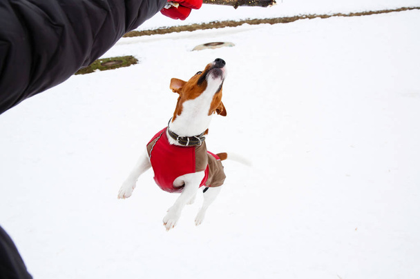 Jack Russell Terrier jumping in the winter snow - Zdjęcie, obraz