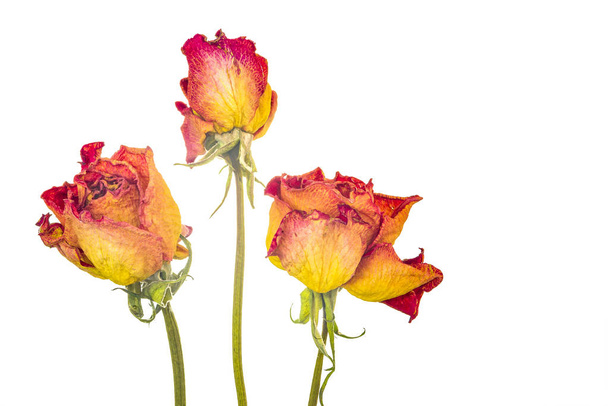 Três rosas secas
 - Foto, Imagem