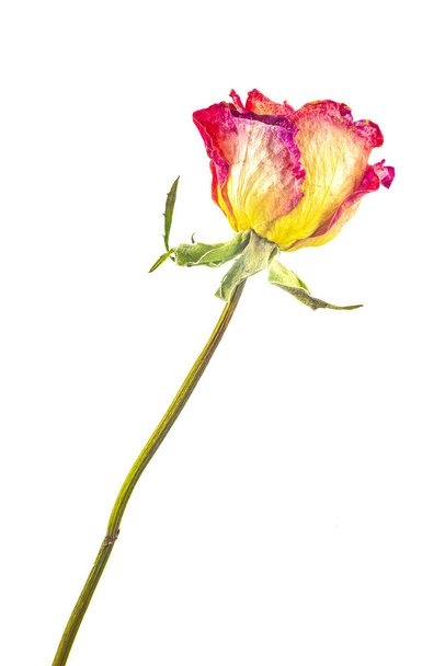  jeden suche róże - Zdjęcie, obraz