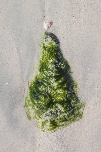 Piedra en algas marinas en un mar de playa
 - Foto, imagen