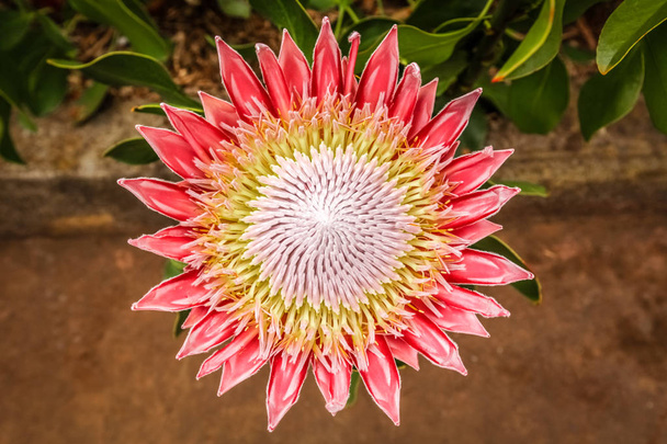 King Protea flower - Photo, Image