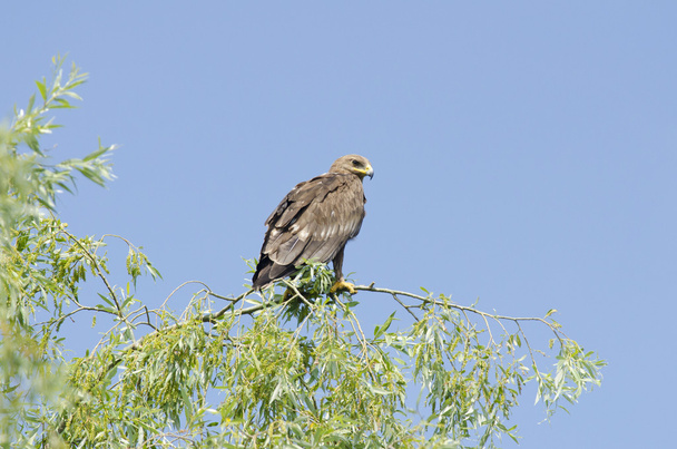 Lesser Spoted Eagle - Fotó, kép