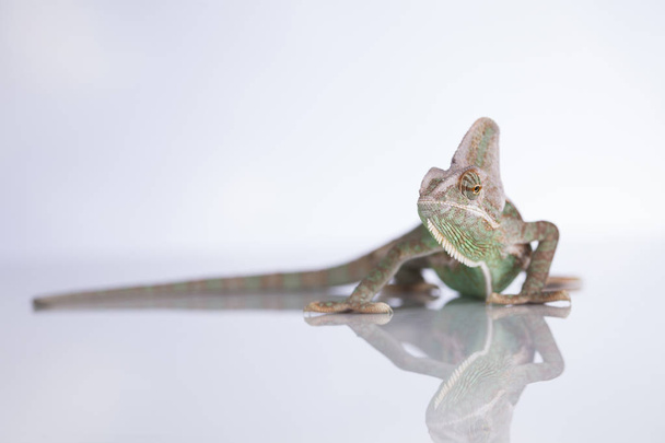 Zelený chameleon, ještěrka  - Fotografie, Obrázek