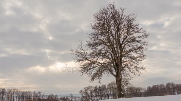 Paisaje invernal, lapso de tiempo de nubes voladoras sobre un árbol solitario. Cronograma
. - Imágenes, Vídeo
