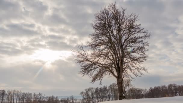 Paisaje invernal, lapso de tiempo de nubes voladoras sobre un árbol solitario con rayos de sol. Cronograma
. - Imágenes, Vídeo