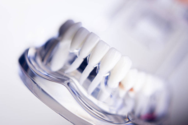 Dentistas modelo de dientes dentales
 - Foto, Imagen