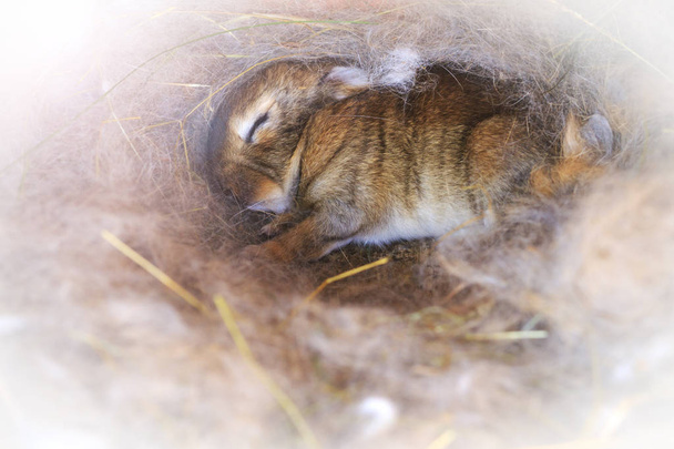 sweet sleeping bunny in the nest with her mother's hair - Photo, image