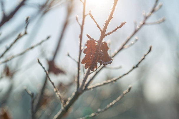 Зимові гілки дерев з раєм
 - Фото, зображення