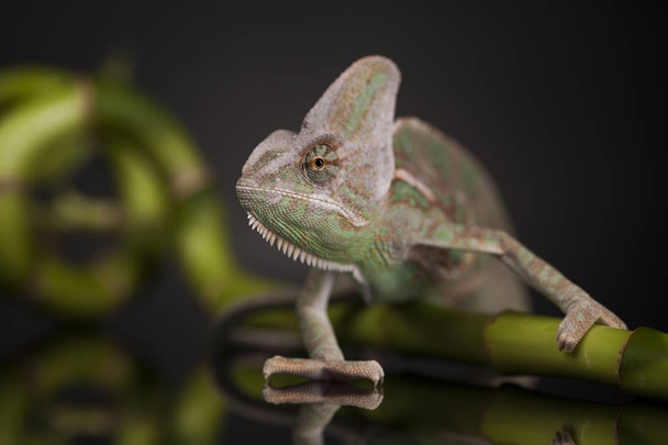 Green chameleon on bamboo - Photo, Image