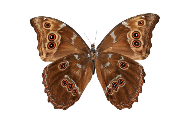 Butterfly (Morpho menelaus) bottom view - Photo, Image