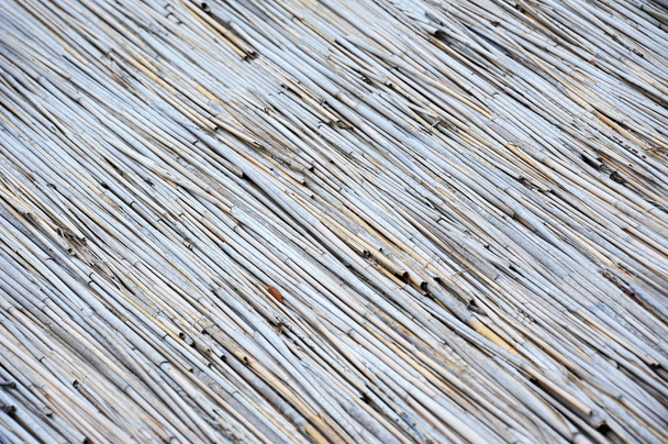 Reed background, close up - Photo, Image