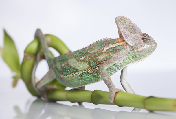 Зеленый хамелеон на бамбуке
 - Фото, изображение