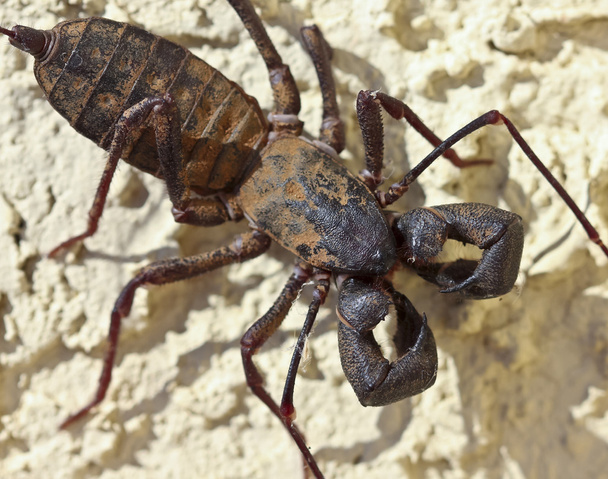 A Vinegaroon, Also Known as Whip Scorpion - Photo, Image