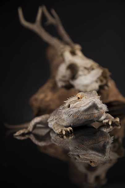 Hayvan kafatası ile Agama kertenkele - Fotoğraf, Görsel