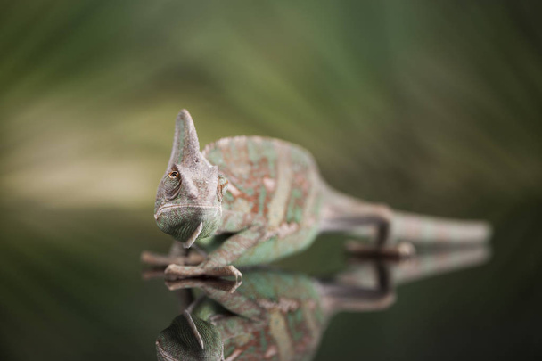 Lagarto verde camaleón
 - Foto, Imagen