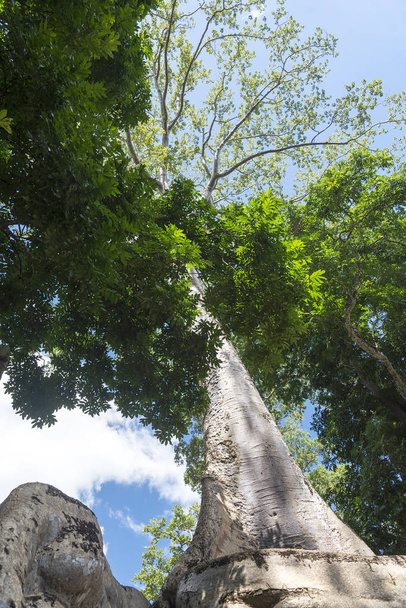Старе дерево в Ангкор-Ват. - Фото, зображення