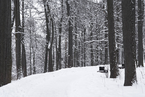 estrada de inverno no parque. - Foto, Imagem