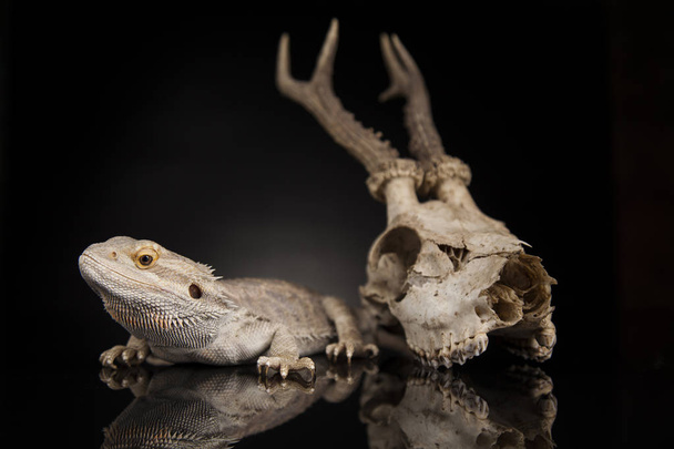 Ящірка дракона і череп
  - Фото, зображення