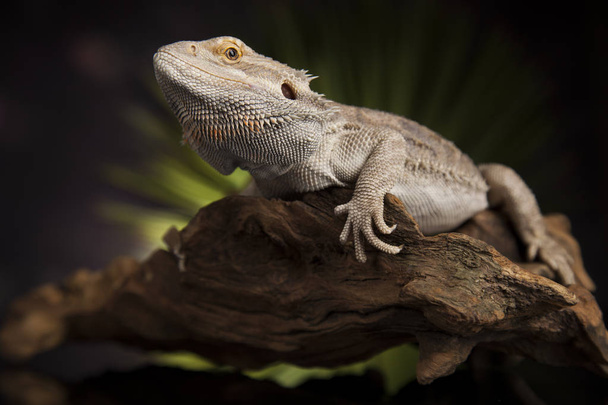 Бородатий дракон на корінь - Фото, зображення