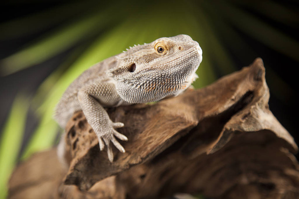 Тварина ящірка, бородатий дракон - Фото, зображення