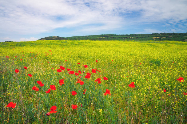 Beau paysage coloré avec des fleurs. Prairie printanière
.  - Photo, image