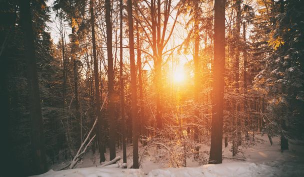 Sunset in winter forest - Foto, Imagem