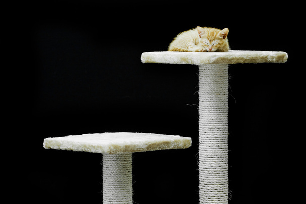 Бытовая кошка
 - Фото, изображение