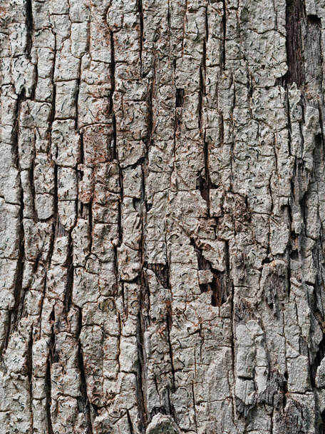 фон текстуры коры дерева - Фото, изображение