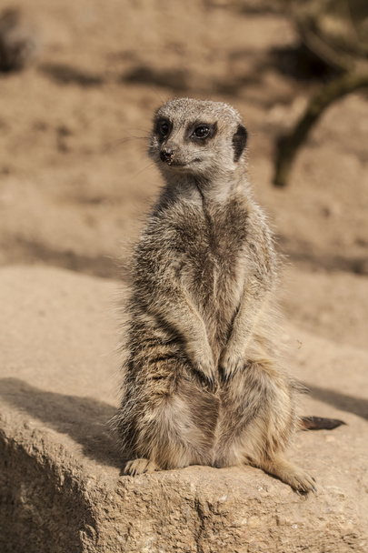 Meerkat - Foto, Imagem