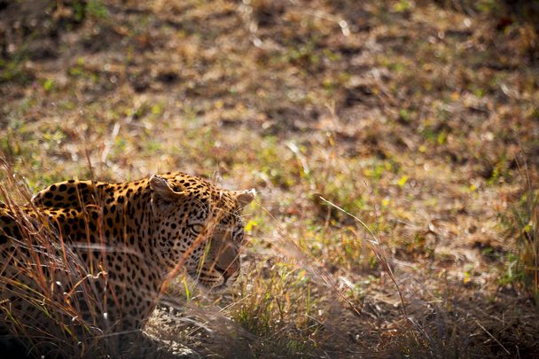  Güney Afrika kruger doğal park vahşi leopar  - Fotoğraf, Görsel