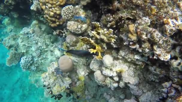 Mercan arasında yiyecek arayan surgeonfish. - Video, Çekim