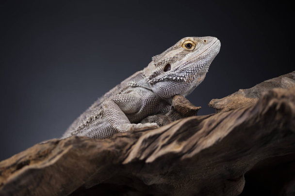 Ящірка бородатий дракон, Agama - Фото, зображення