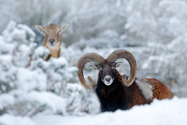 Male and female of Mouflons - Foto, afbeelding