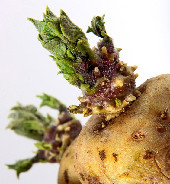 Patata germinada
 - Foto, Imagen