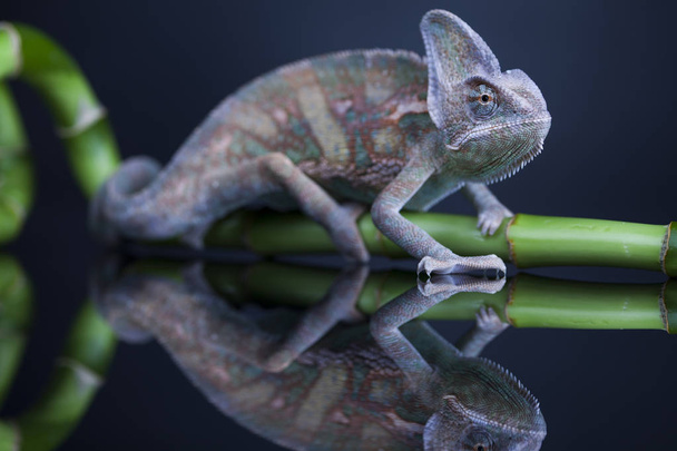 Zelený chameleon na bambus - Fotografie, Obrázek