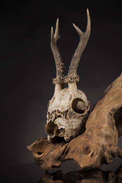Crâne de cerf altéré
 - Photo, image