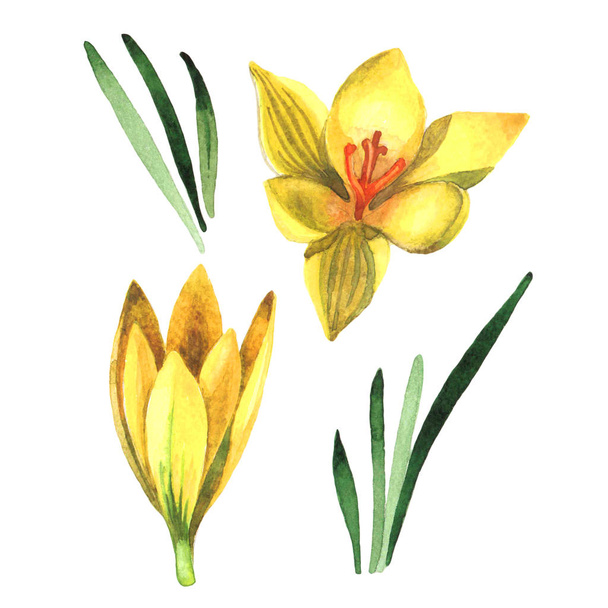 Wildflower crocuses flower in a watercolor style isolated. - Photo, Image