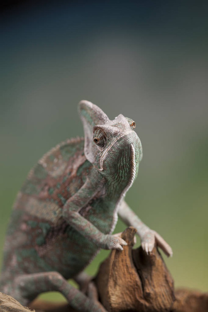 Chameleon lizard sits at root - Photo, image