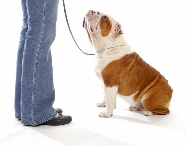 dog obedience training - Фото, зображення
