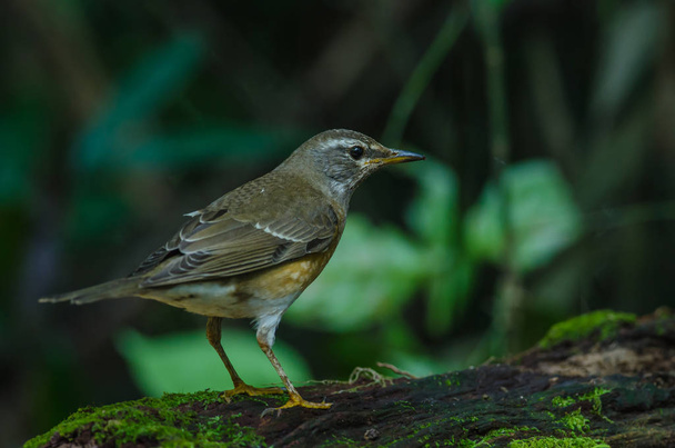 Eyebrowed Thrush Bird (Turdus obscures) - Photo, Image