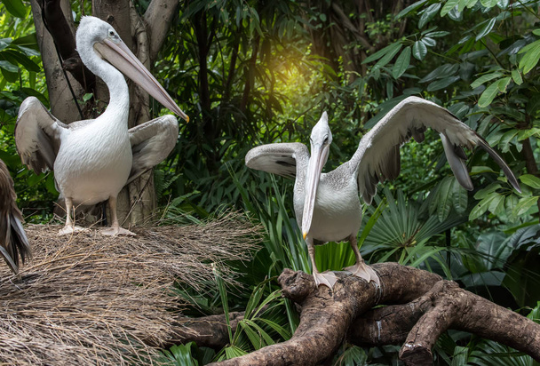 Fehér pelikán, a víz-land - Fotó, kép