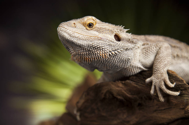 Agama Dragon Lizard - Foto, Imagem