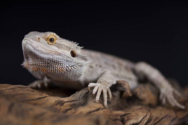 Gyík szakállas sárkány, Agama - Fotó, kép
