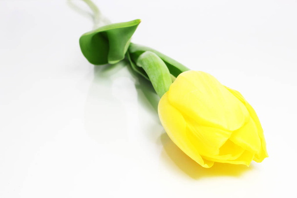 Yellow tulip flower - Foto, imagen