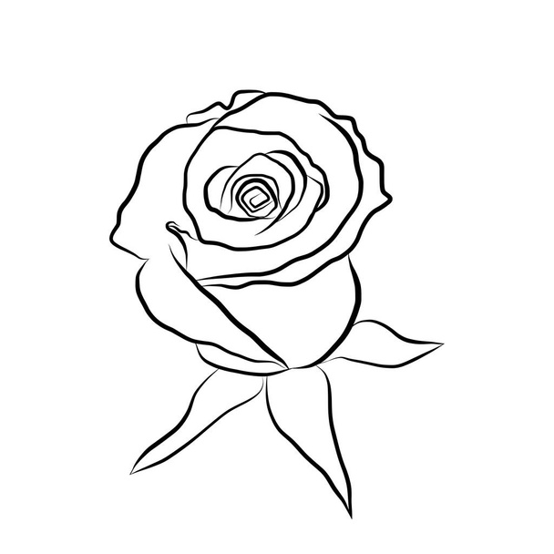 Sketch line drawing of rose - Vector, Image