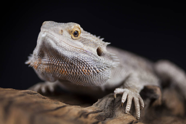 Агама дракон ящірка
 - Фото, зображення